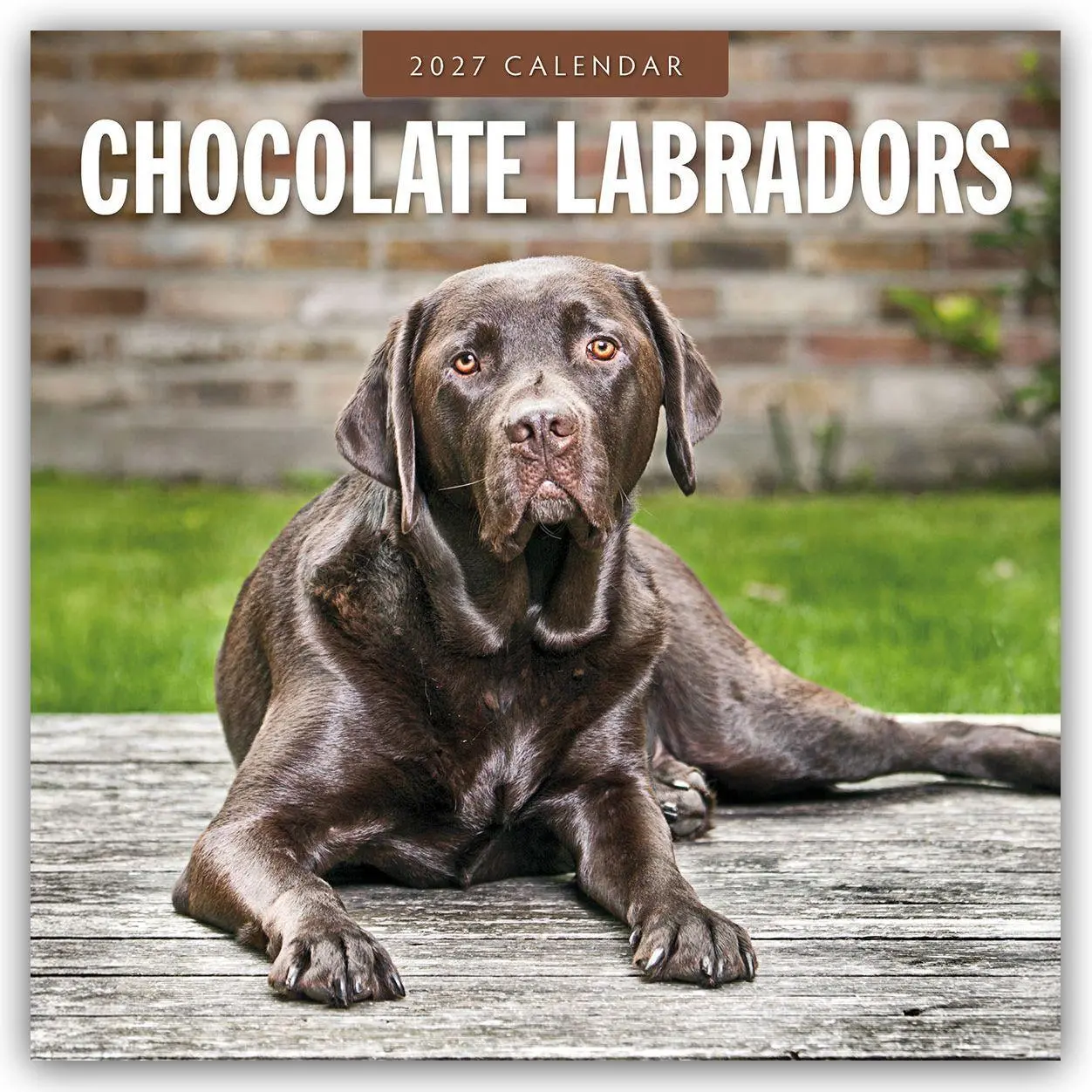 Cover: 9781837012107 | Chocolate Labrador Retrievers - Schokoladenbraune Labrador...