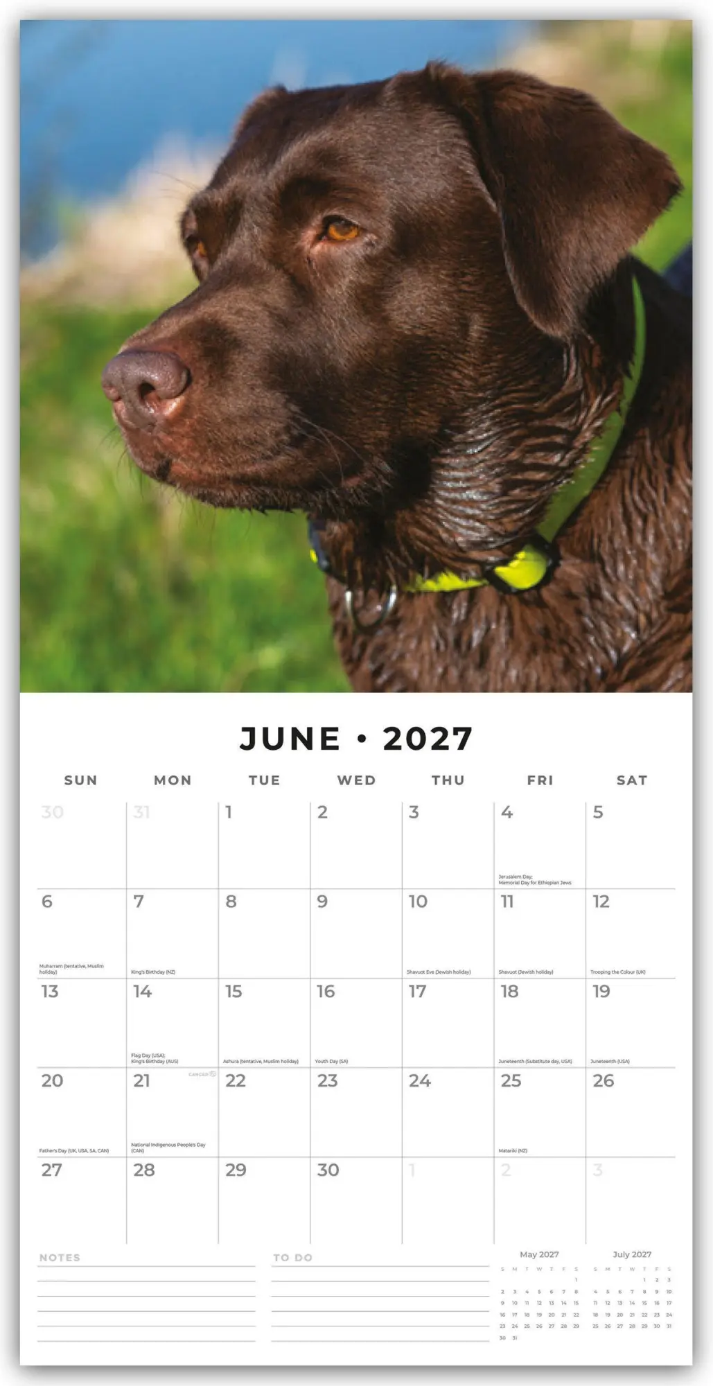 Bild: 9781837012107 | Chocolate Labrador Retrievers - Schokoladenbraune Labrador...