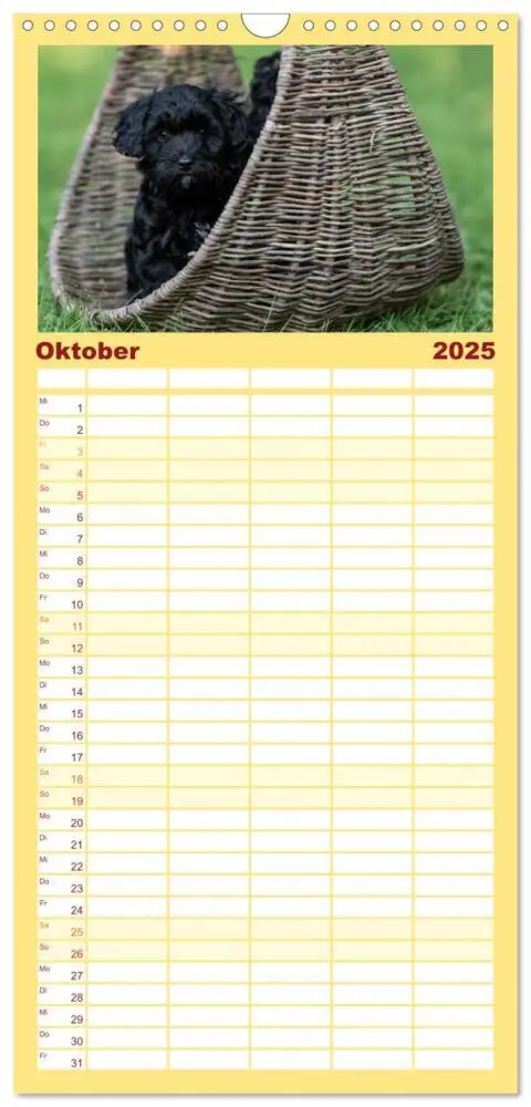 Bild: 9783457102107 | Familienplaner 2025 - Maltipoo Welpen mit 5 Spalten (Wandkalender,...