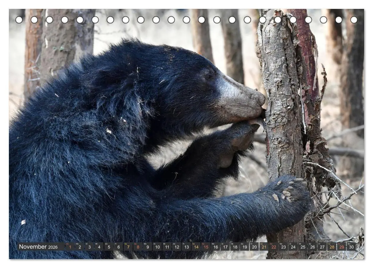 Bild: 9783457412107 | Tiere Indiens close up (Tischkalender 2026 DIN A5 quer), CALVENDO...