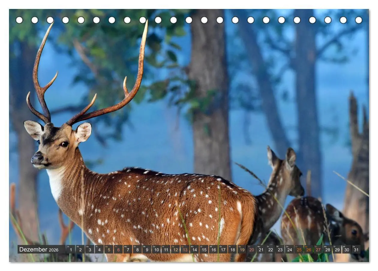 Bild: 9783457412107 | Tiere Indiens close up (Tischkalender 2026 DIN A5 quer), CALVENDO...