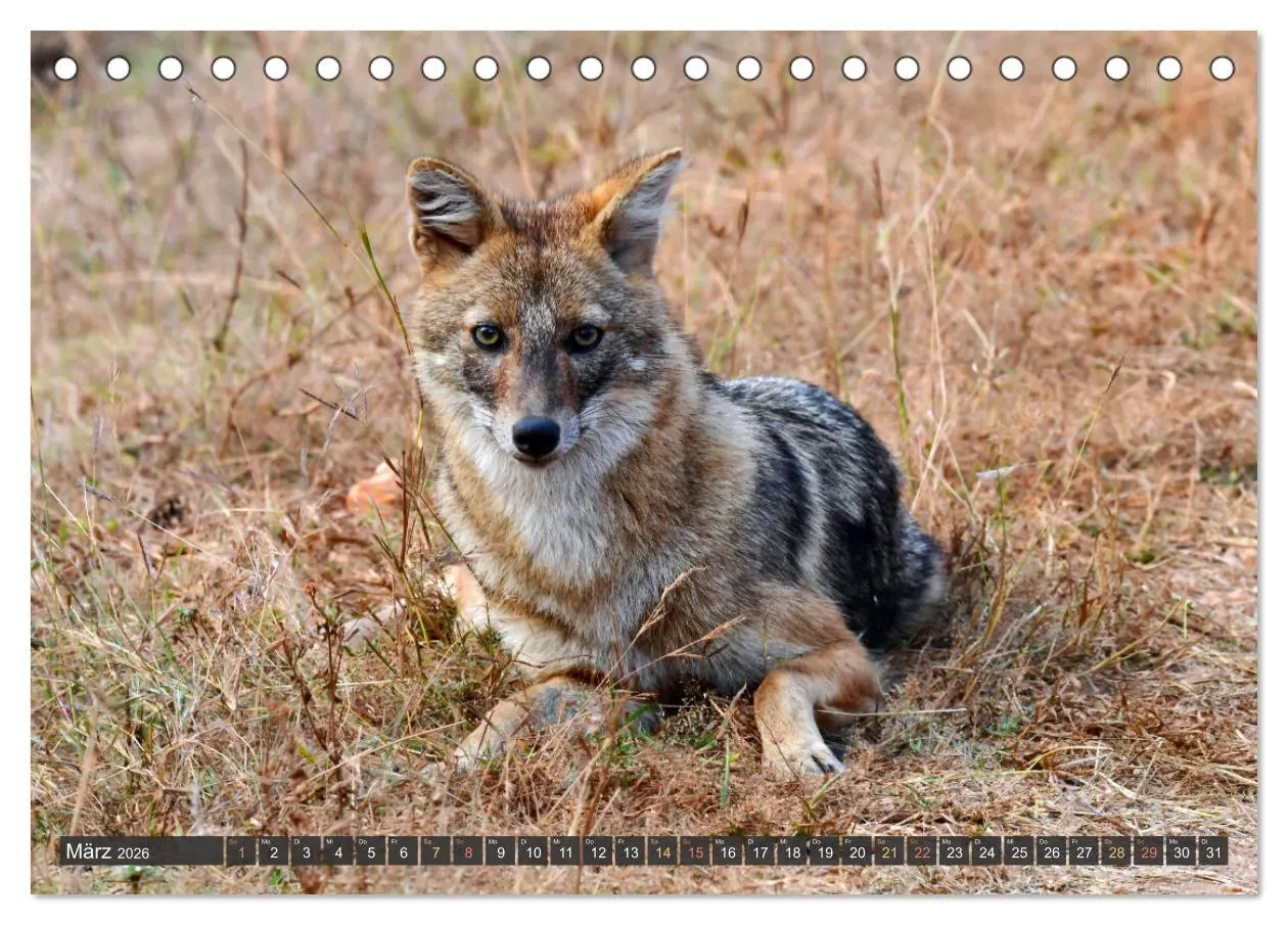 Bild: 9783457412107 | Tiere Indiens close up (Tischkalender 2026 DIN A5 quer), CALVENDO...