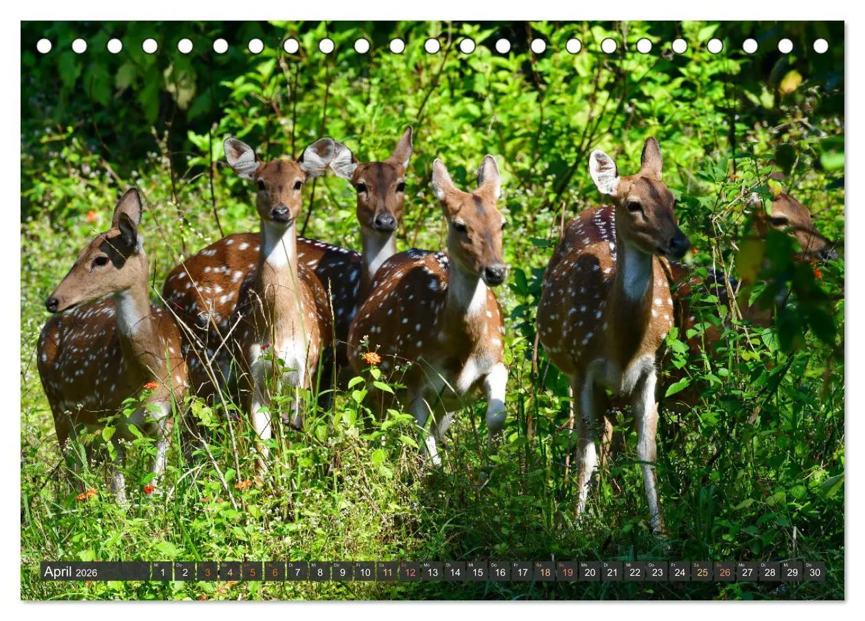 Bild: 9783457412107 | Tiere Indiens close up (Tischkalender 2026 DIN A5 quer), CALVENDO...