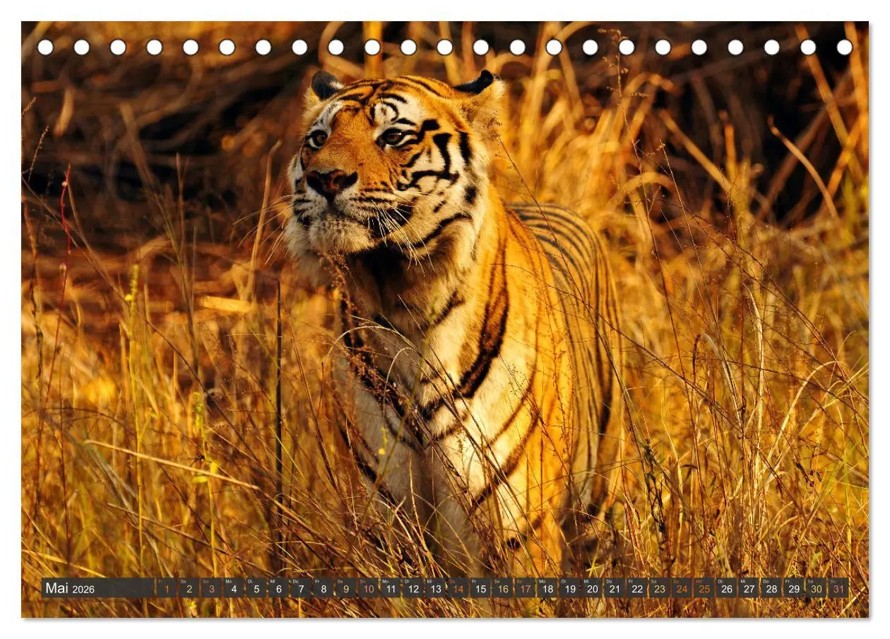 Bild: 9783457412107 | Tiere Indiens close up (Tischkalender 2026 DIN A5 quer), CALVENDO...