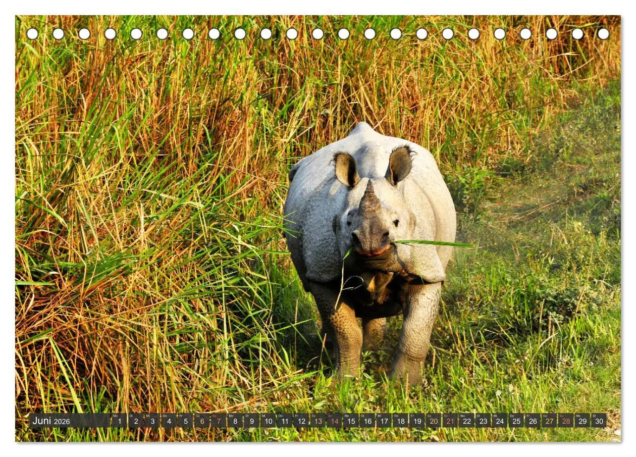 Bild: 9783457412107 | Tiere Indiens close up (Tischkalender 2026 DIN A5 quer), CALVENDO...