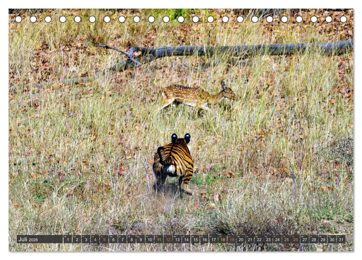 Bild: 9783457412107 | Tiere Indiens close up (Tischkalender 2026 DIN A5 quer), CALVENDO...