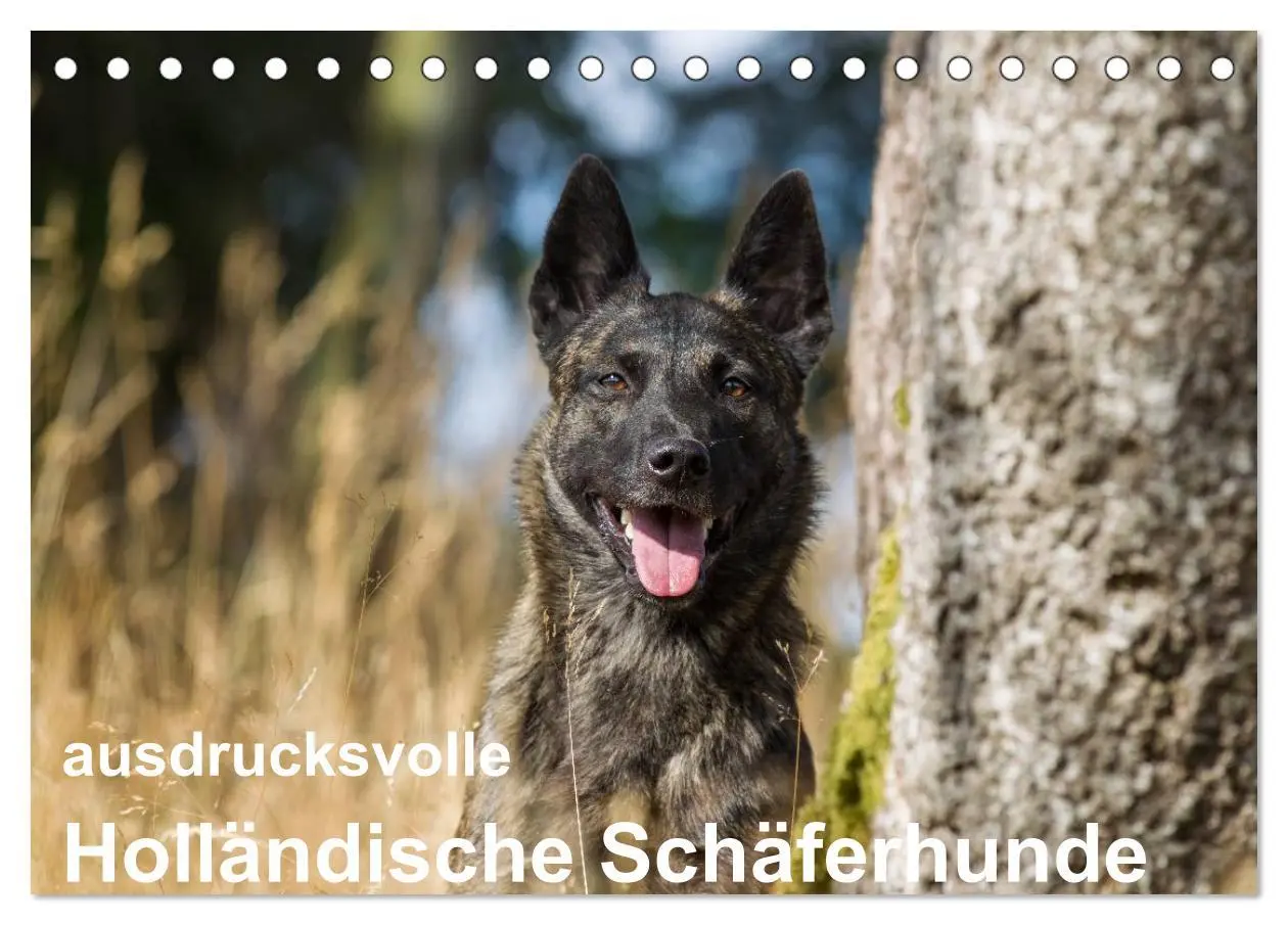 Cover: 9783516042207 | ausdrucksvolle Holländische Schäferhunde (Tischkalender 2026 DIN A5...