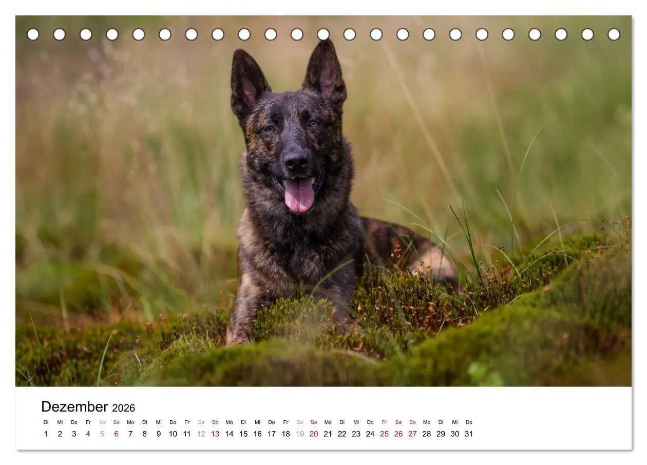 Bild: 9783516042207 | ausdrucksvolle Holländische Schäferhunde (Tischkalender 2026 DIN A5...