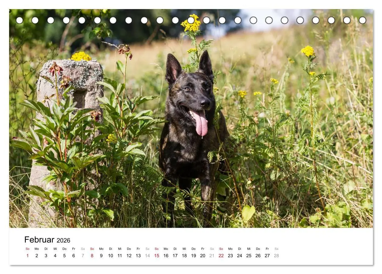 Bild: 9783516042207 | ausdrucksvolle Holländische Schäferhunde (Tischkalender 2026 DIN A5...