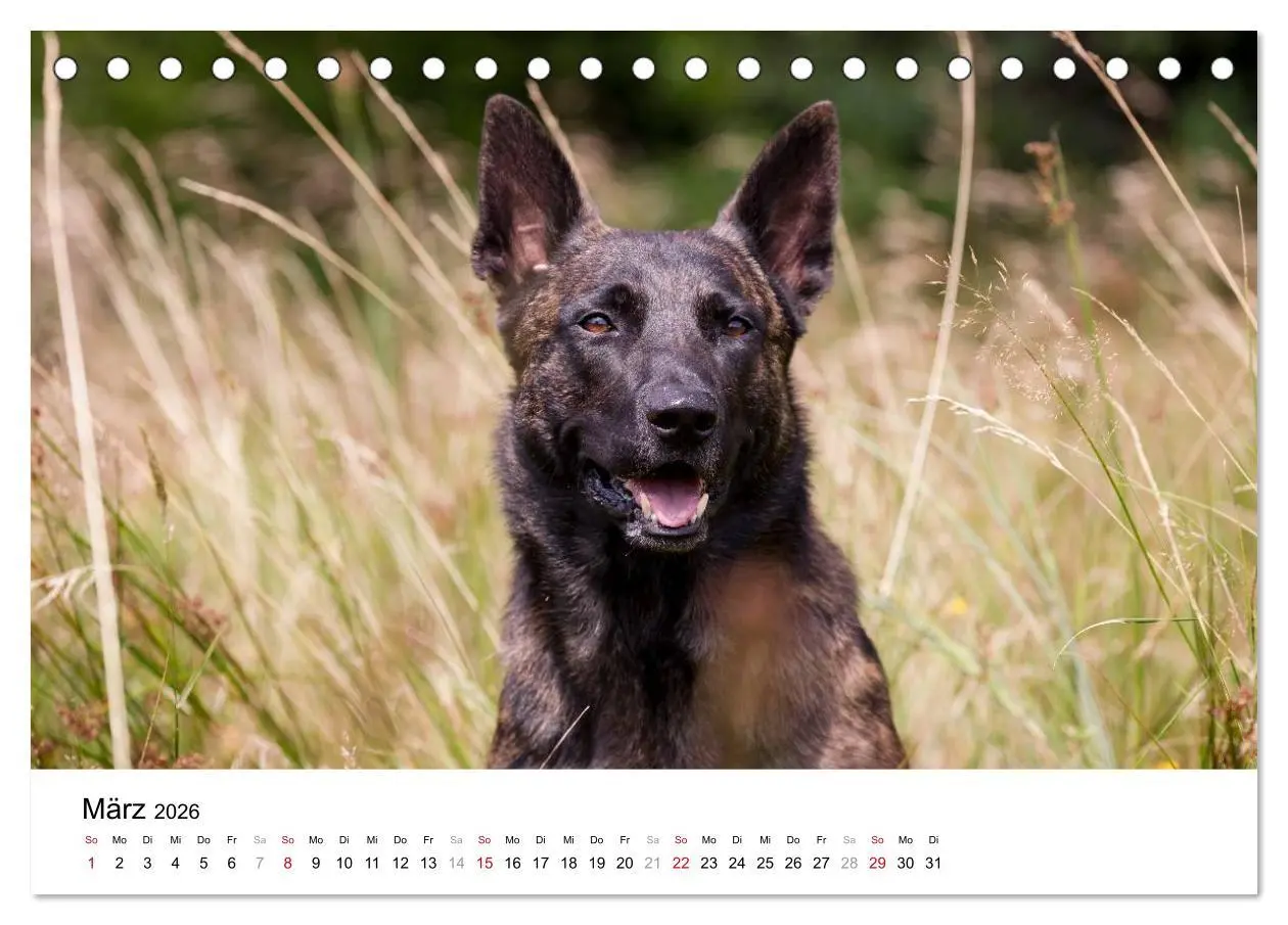 Bild: 9783516042207 | ausdrucksvolle Holländische Schäferhunde (Tischkalender 2026 DIN A5...