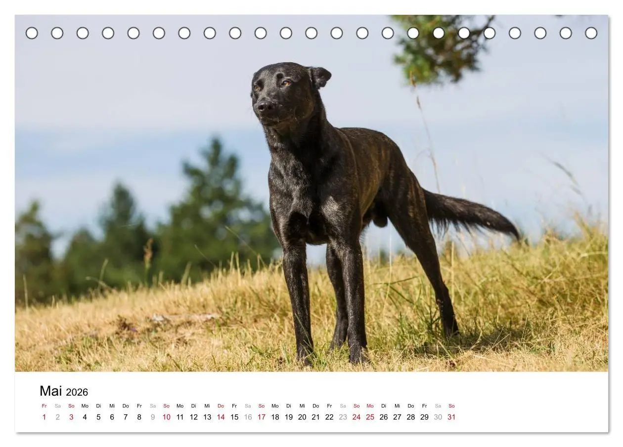 Bild: 9783516042207 | ausdrucksvolle Holländische Schäferhunde (Tischkalender 2026 DIN A5...