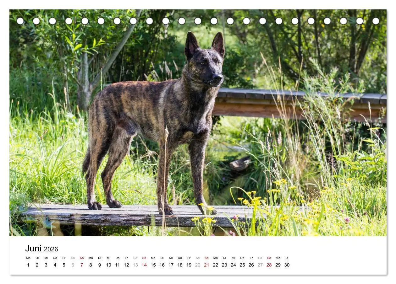 Bild: 9783516042207 | ausdrucksvolle Holländische Schäferhunde (Tischkalender 2026 DIN A5...