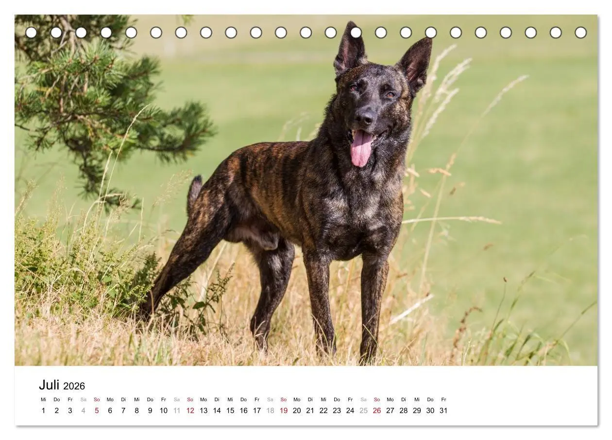 Bild: 9783516042207 | ausdrucksvolle Holländische Schäferhunde (Tischkalender 2026 DIN A5...