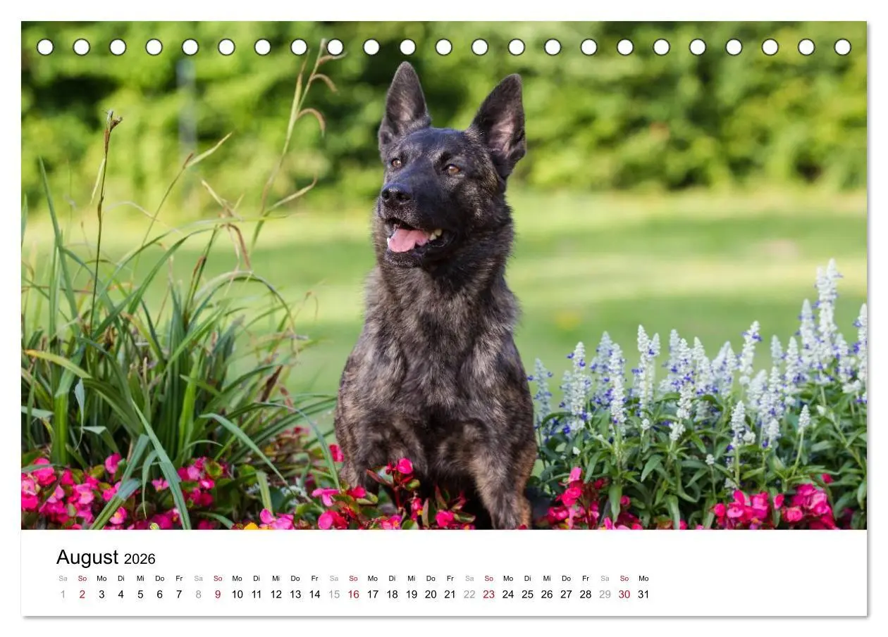 Bild: 9783516042207 | ausdrucksvolle Holländische Schäferhunde (Tischkalender 2026 DIN A5...