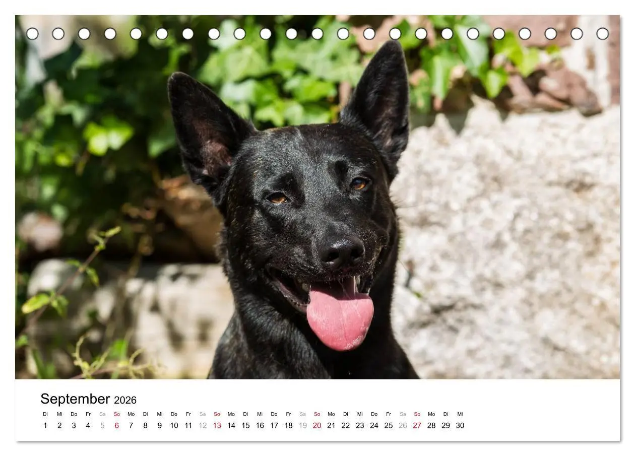 Bild: 9783516042207 | ausdrucksvolle Holländische Schäferhunde (Tischkalender 2026 DIN A5...