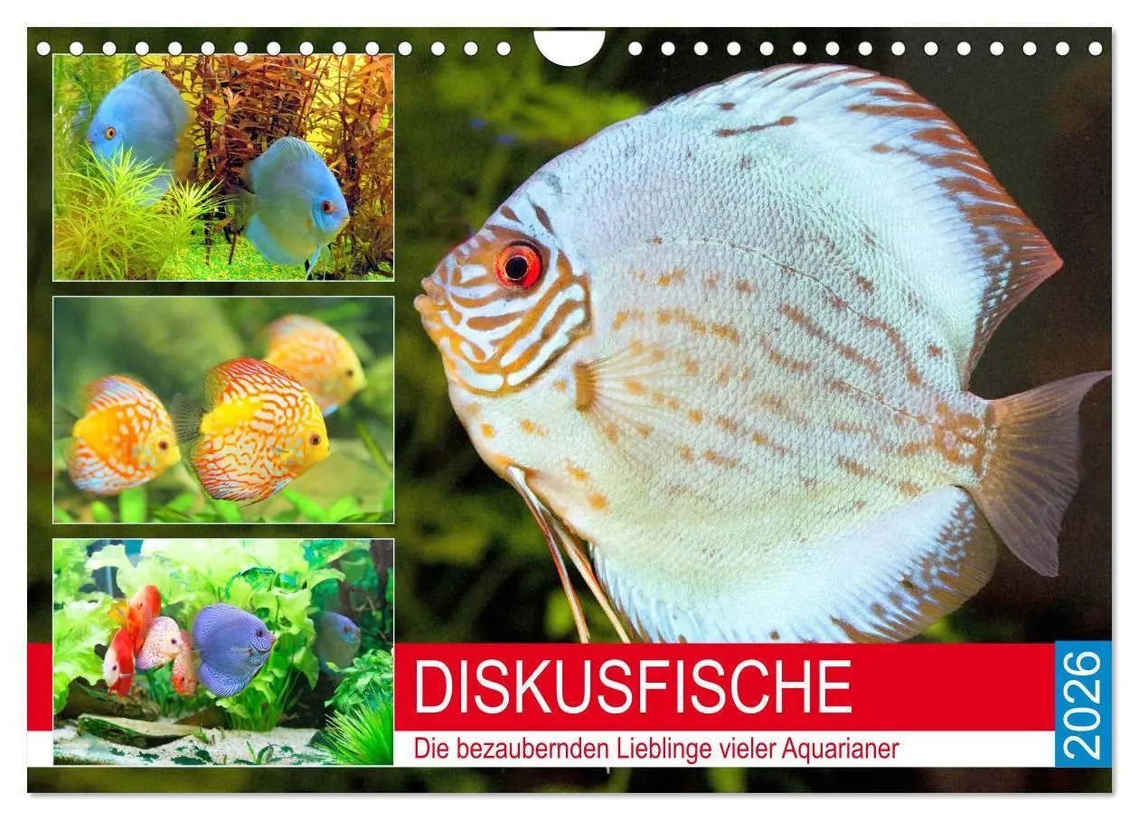 Cover: 9783457792407 | Diskusfische. Die bezaubernden Lieblinge vieler Aquarianer...