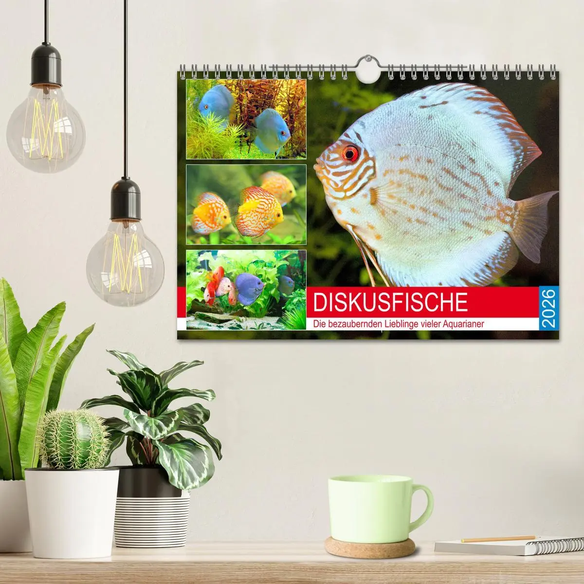 Bild: 9783457792407 | Diskusfische. Die bezaubernden Lieblinge vieler Aquarianer...