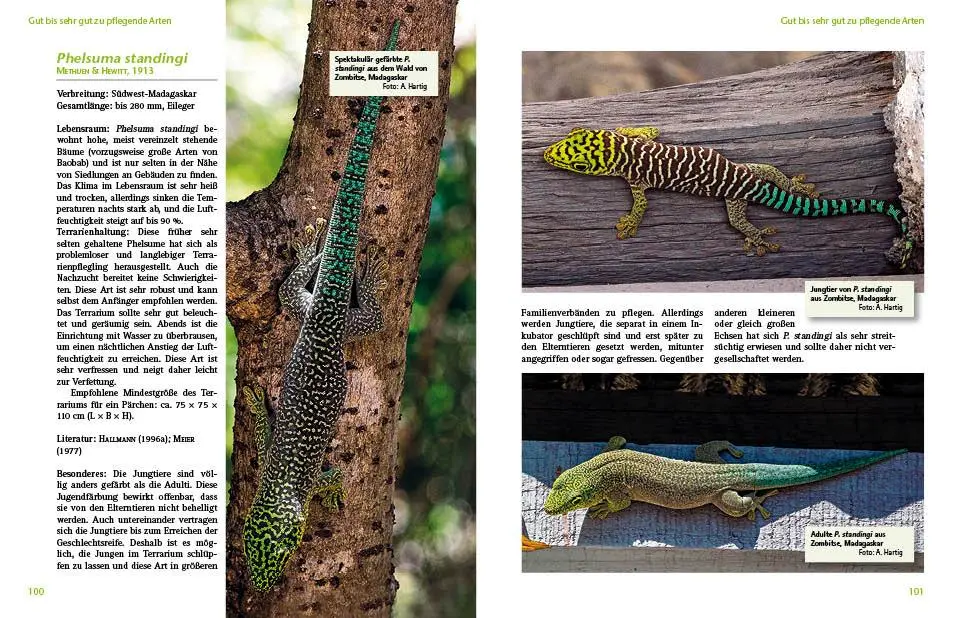 Bild: 9783866592407 | Taggeckos der Gattung Phelsuma | Hans-Peter Berghof | Taschenbuch