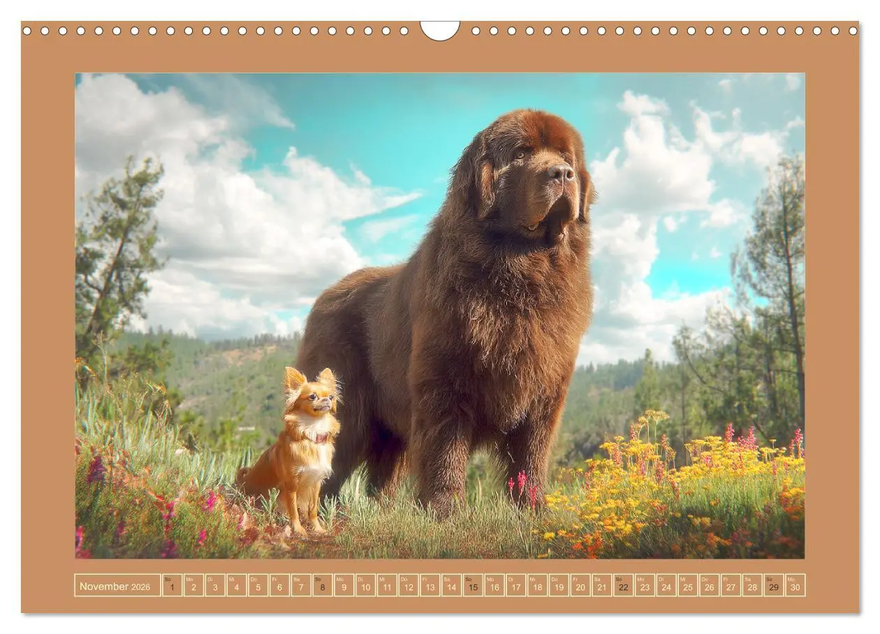 Bild: 9783457772607 | Neufundländer. Imposante Riesen mit sanfter Seele (Wandkalender...