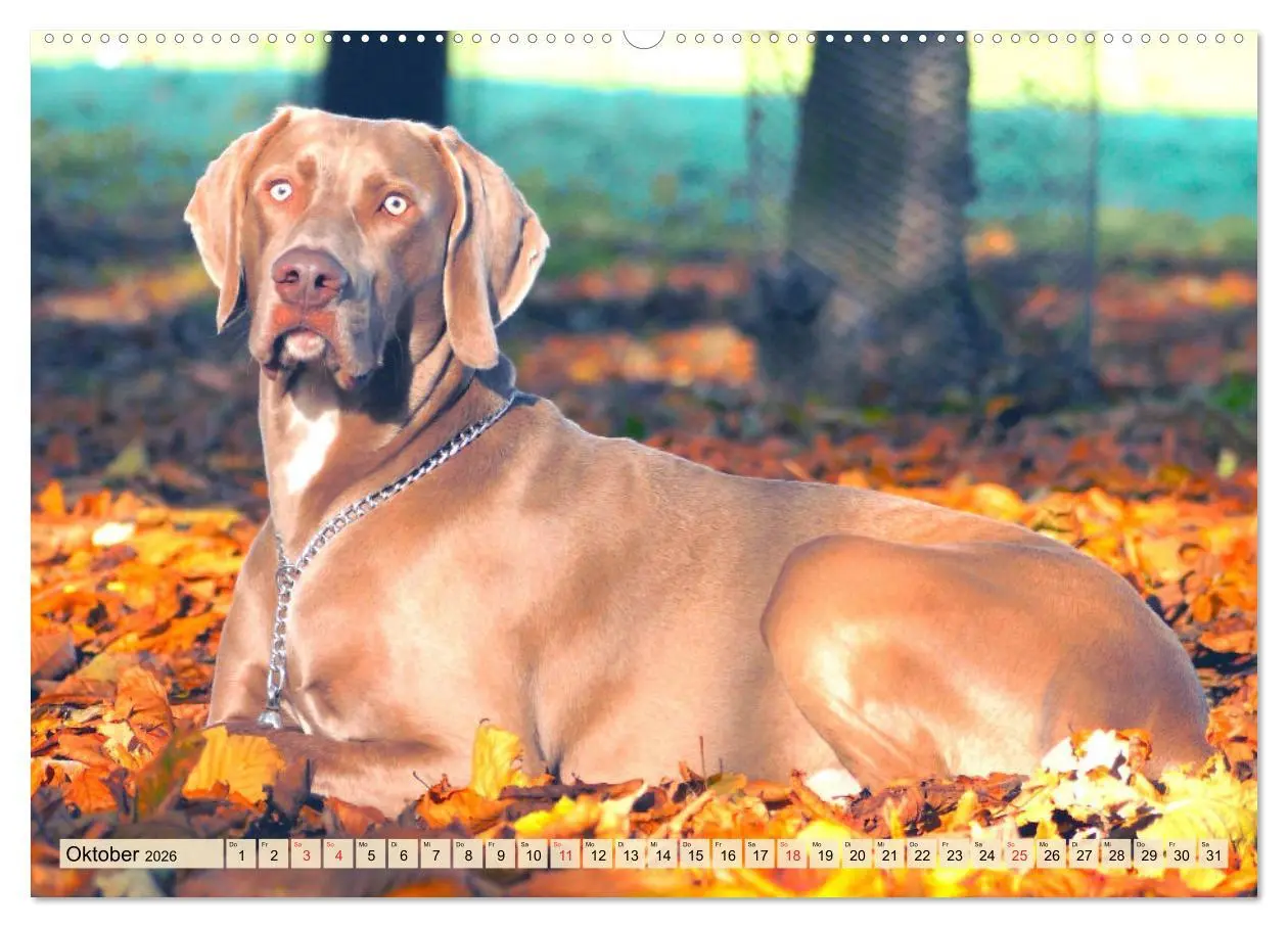 Bild: 9783457452707 | Weimaraner. Edel, elegant und klug (hochwertiger Premium...