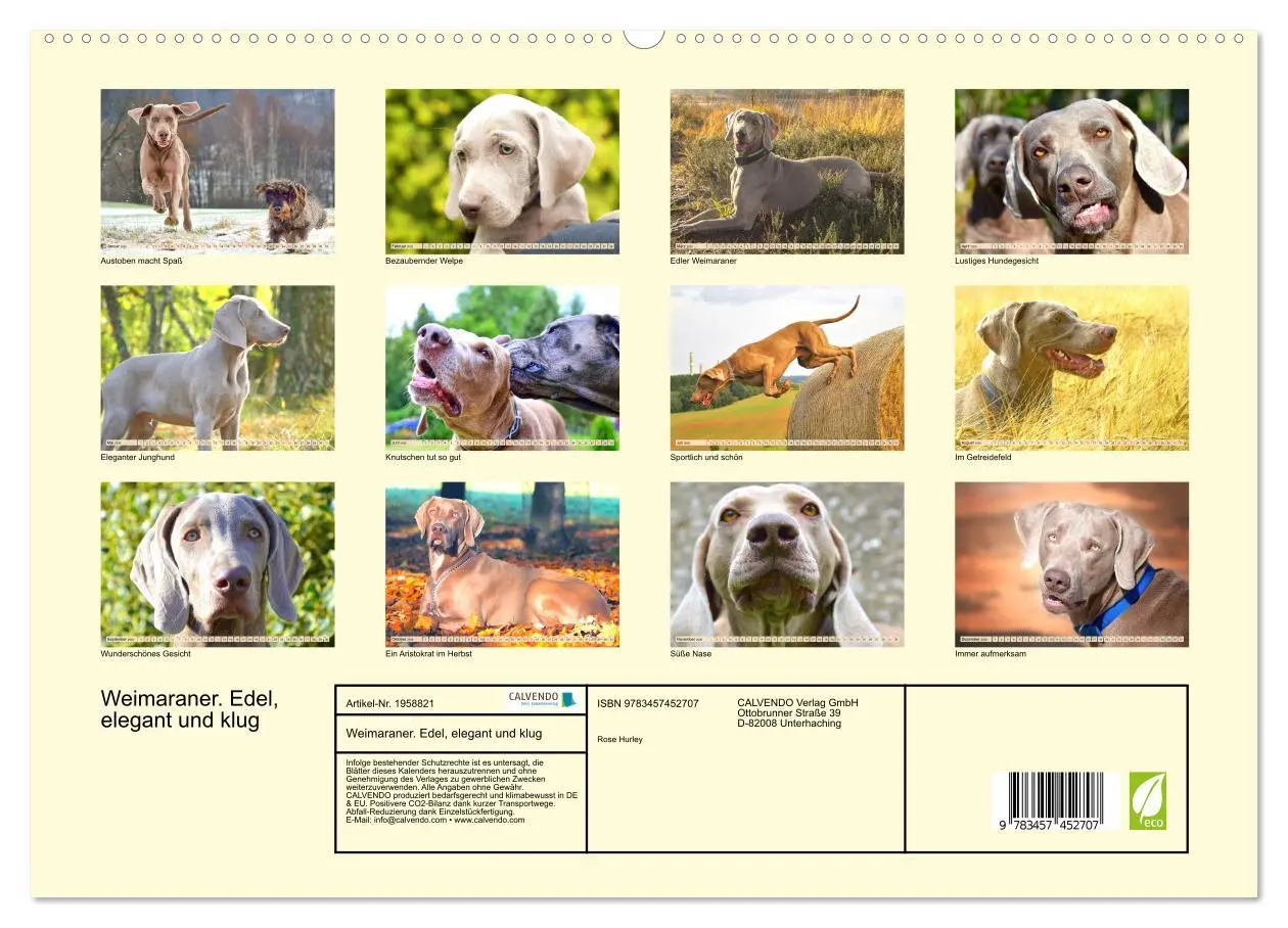 Bild: 9783457452707 | Weimaraner. Edel, elegant und klug (hochwertiger Premium...