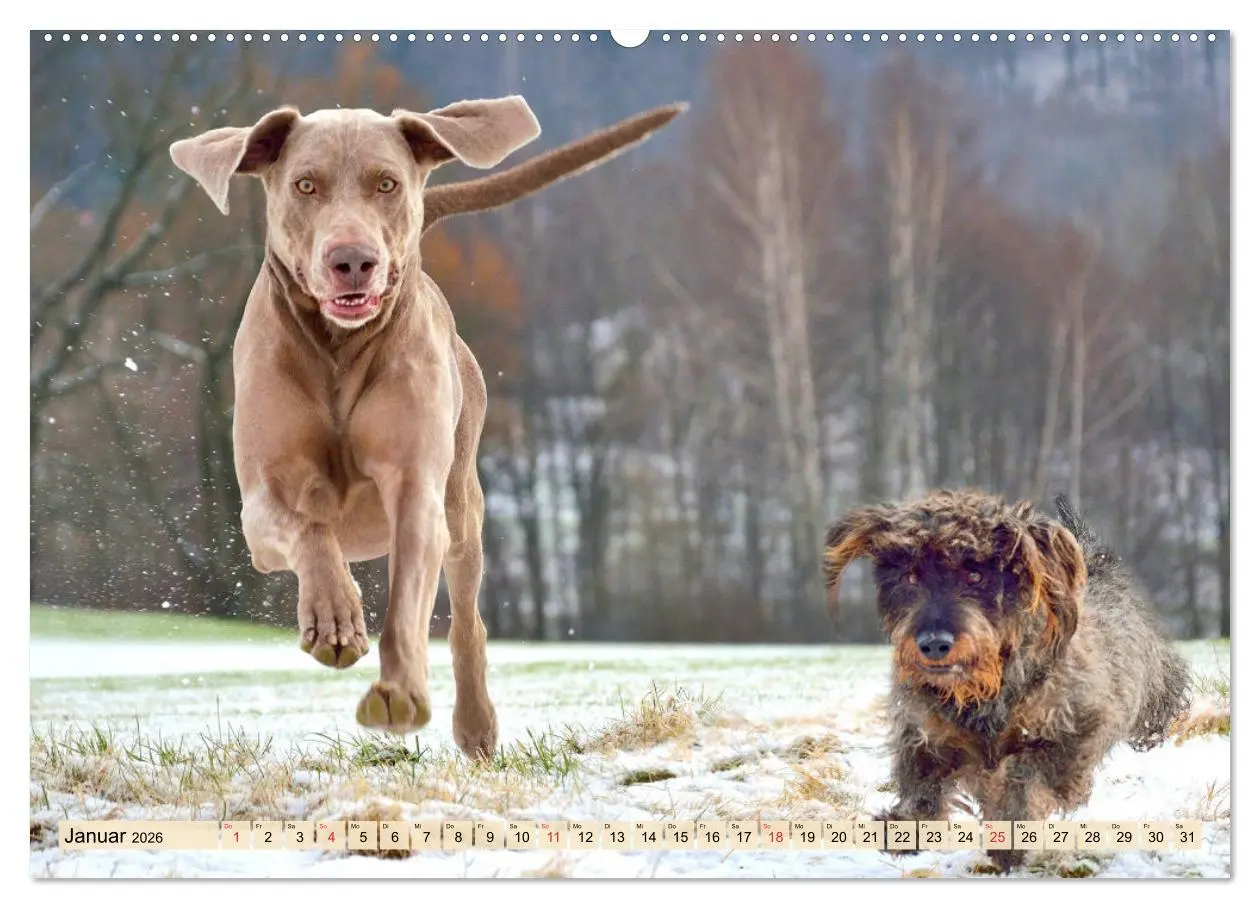 Bild: 9783457452707 | Weimaraner. Edel, elegant und klug (hochwertiger Premium...