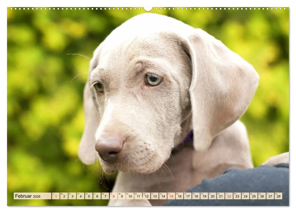Bild: 9783457452707 | Weimaraner. Edel, elegant und klug (hochwertiger Premium...