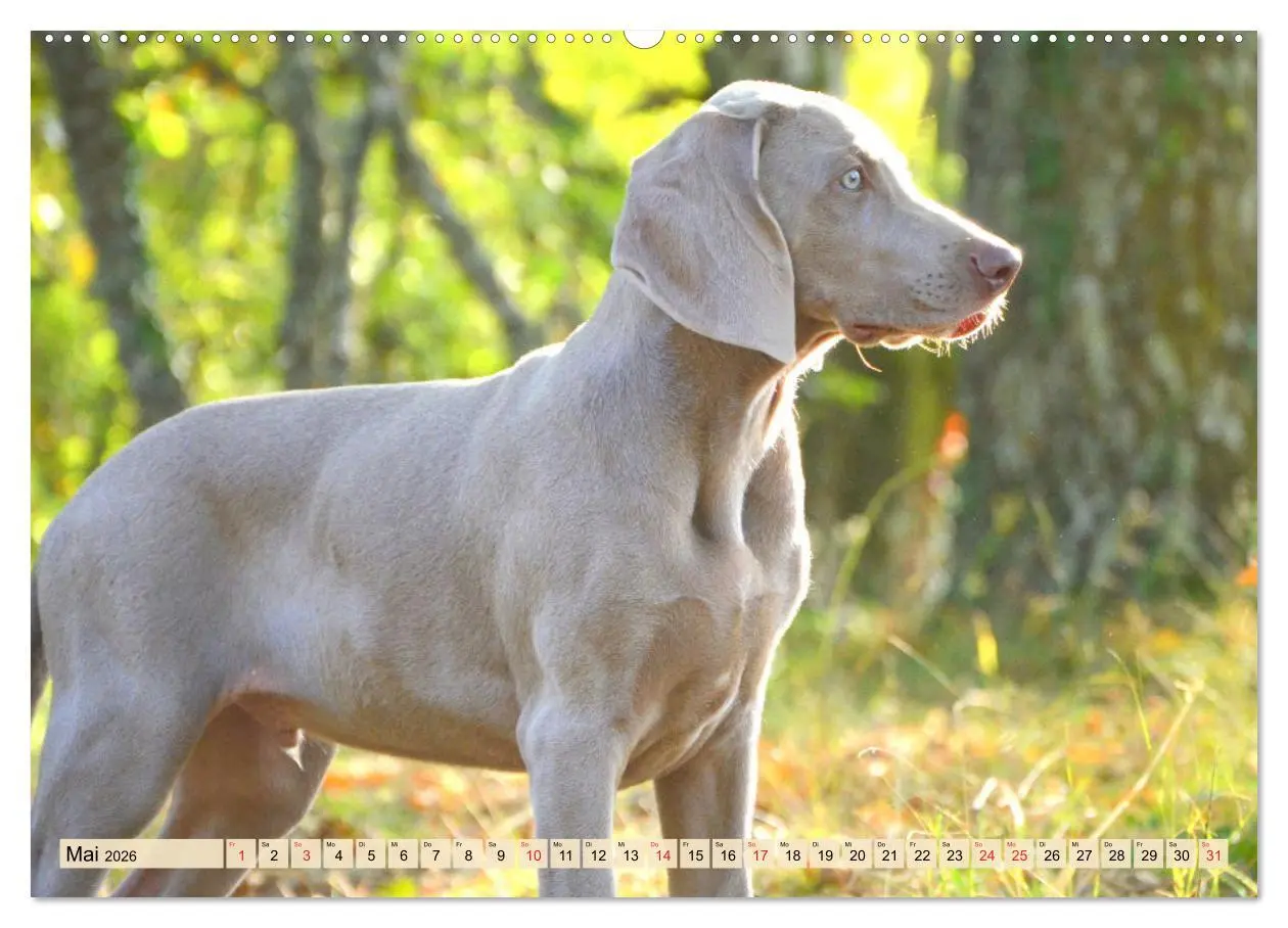 Bild: 9783457452707 | Weimaraner. Edel, elegant und klug (hochwertiger Premium...