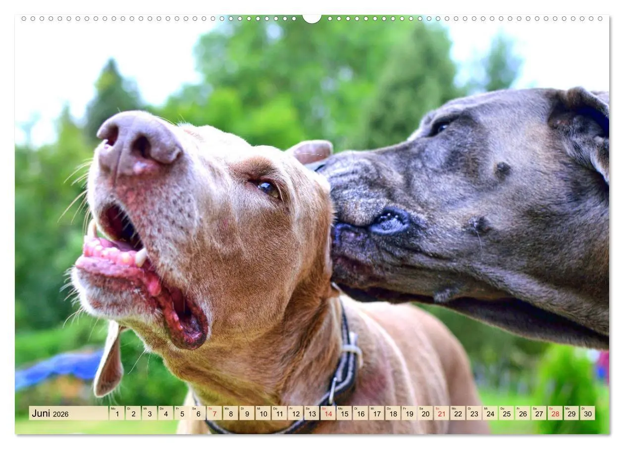 Bild: 9783457452707 | Weimaraner. Edel, elegant und klug (hochwertiger Premium...