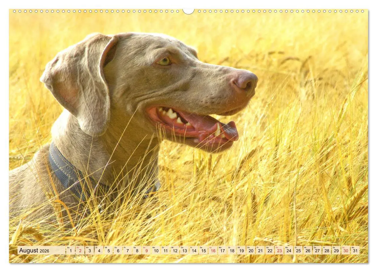 Bild: 9783457452707 | Weimaraner. Edel, elegant und klug (hochwertiger Premium...