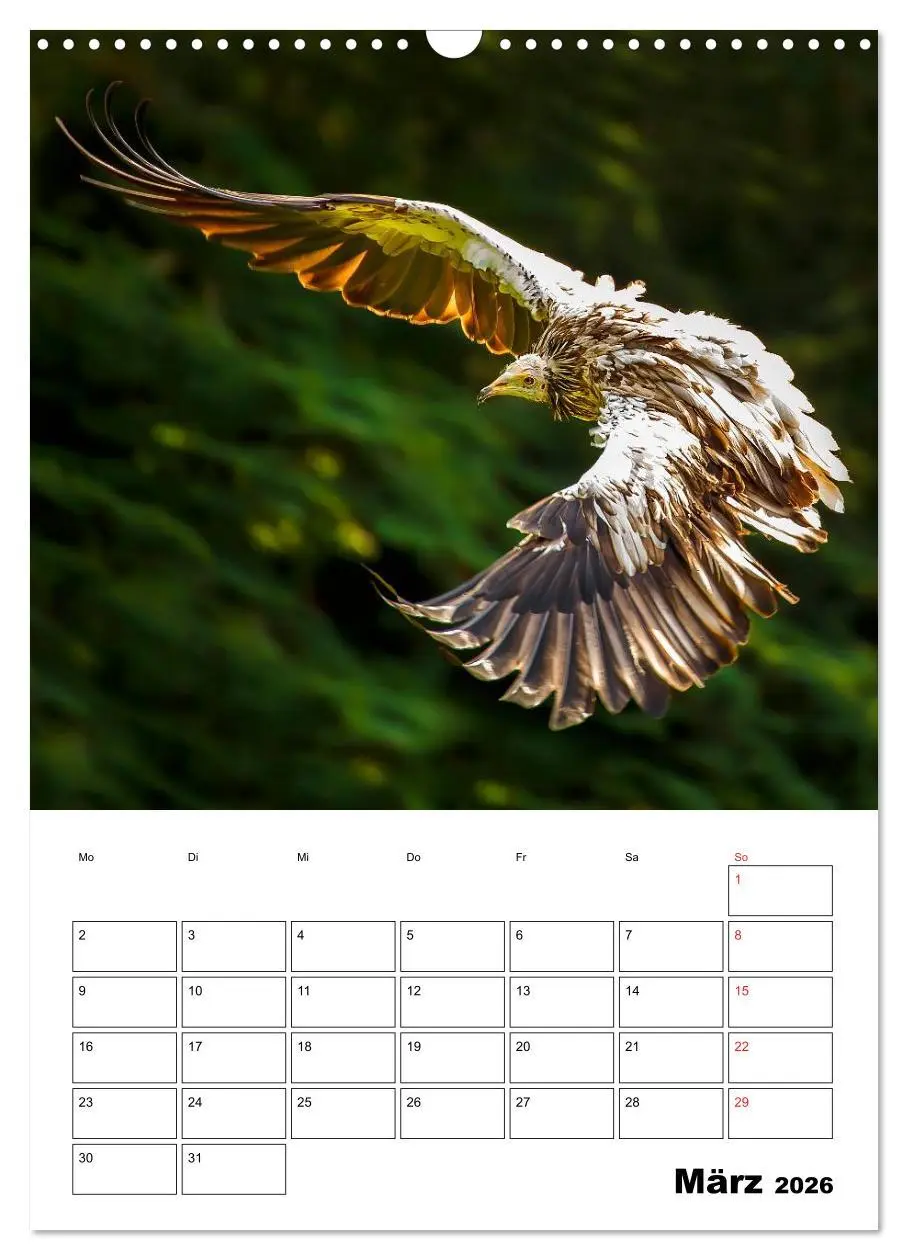 Bild: 9783516462807 | Raub- und Greifvögel im Flug (Wandkalender 2026 DIN A3 hoch),...