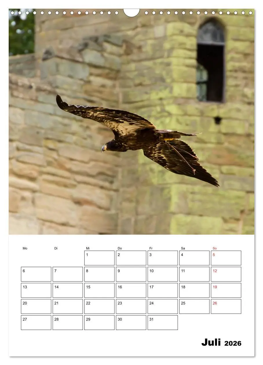 Bild: 9783516462807 | Raub- und Greifvögel im Flug (Wandkalender 2026 DIN A3 hoch),...