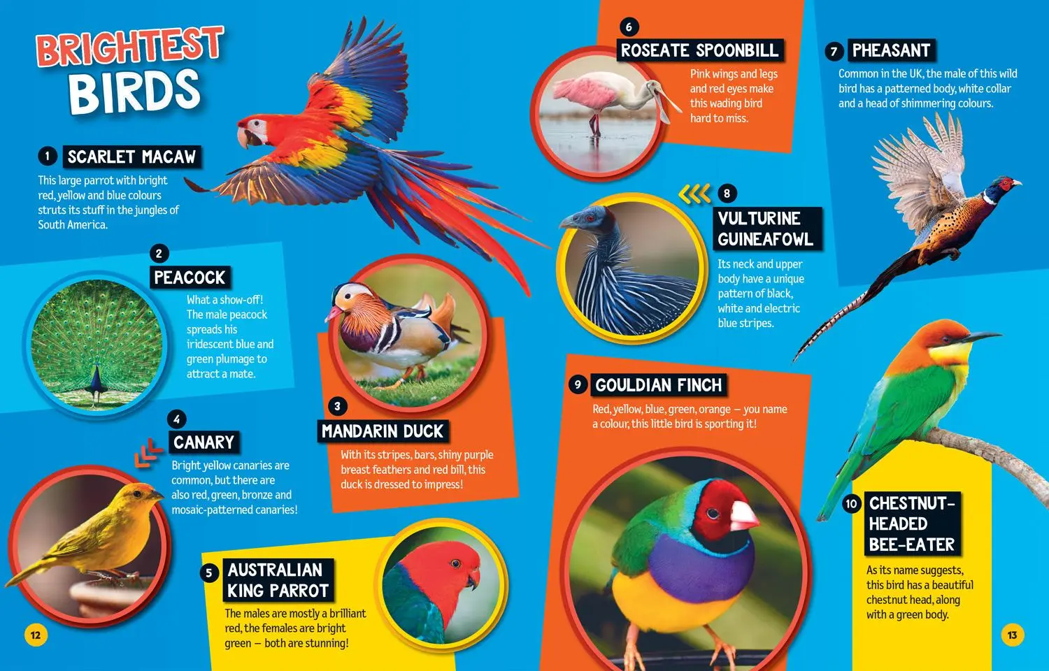 Bild: 9780008533007 | Top Tens | National Geographic Kids | Taschenbuch | Englisch | 2022