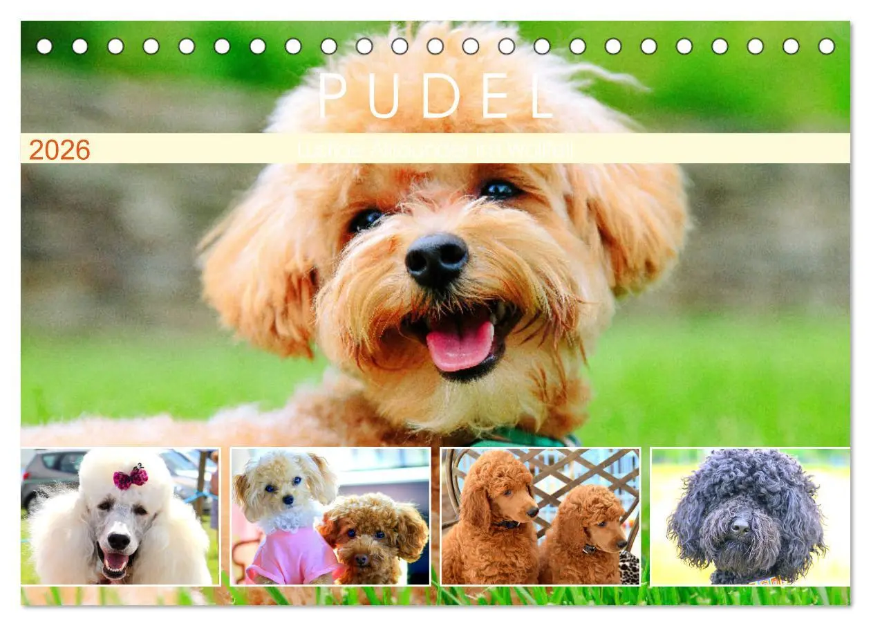 Cover: 9783457633007 | Pudel. Lustige Allrounder im Wollfell (Tischkalender 2026 DIN A5...
