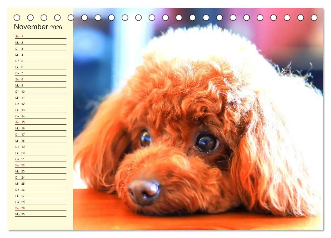 Bild: 9783457633007 | Pudel. Lustige Allrounder im Wollfell (Tischkalender 2026 DIN A5...