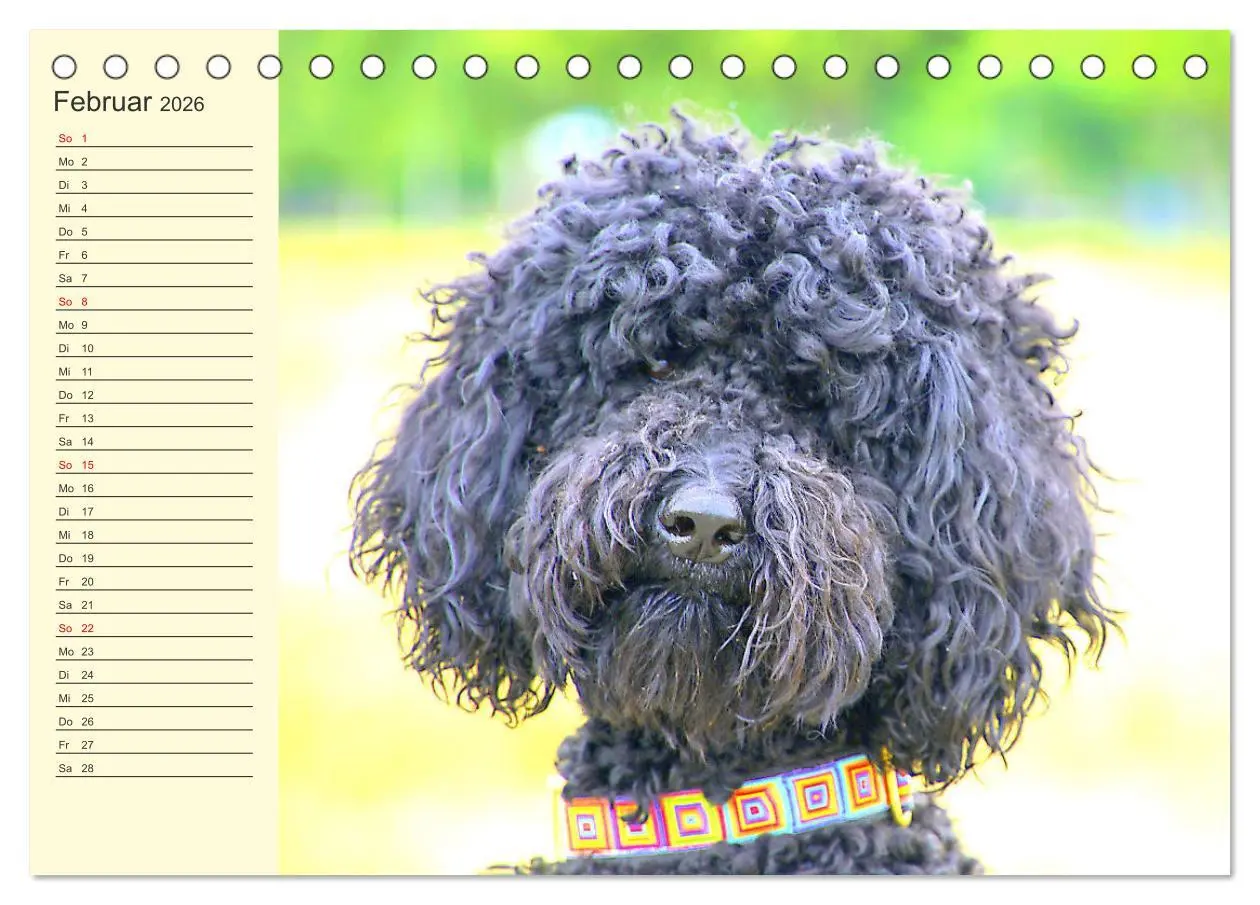 Bild: 9783457633007 | Pudel. Lustige Allrounder im Wollfell (Tischkalender 2026 DIN A5...