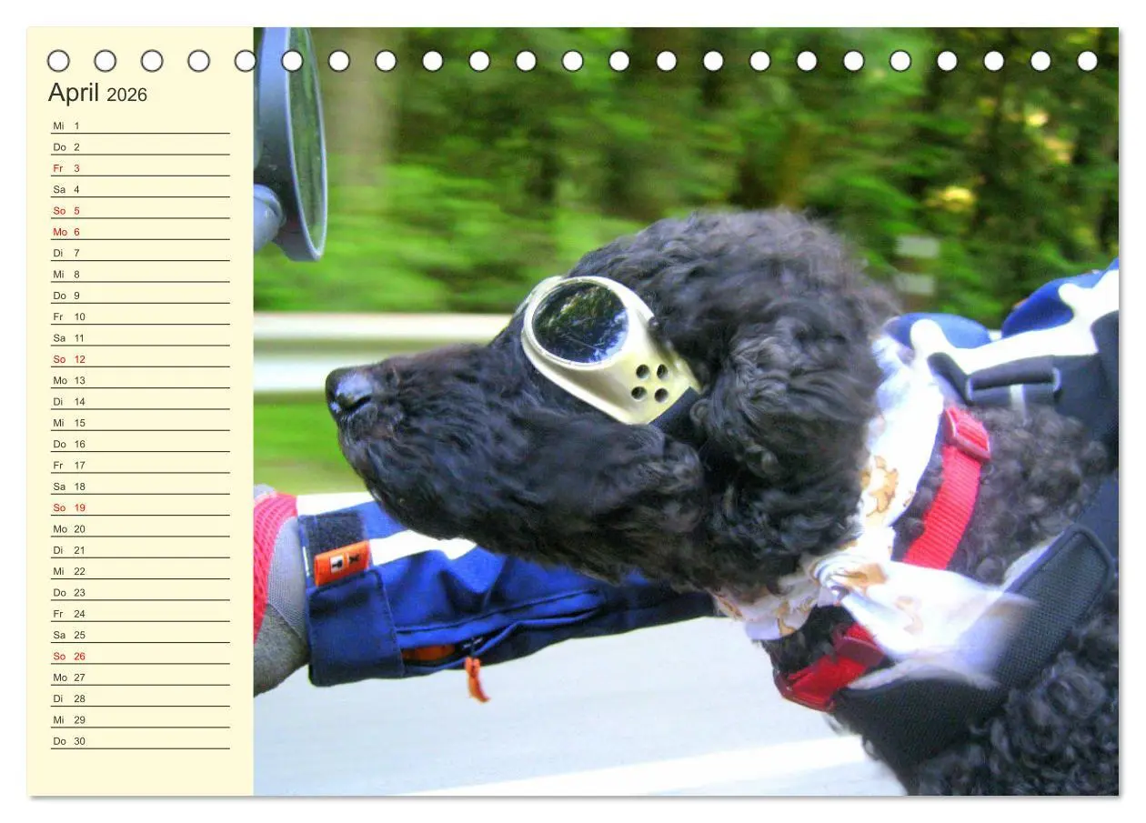 Bild: 9783457633007 | Pudel. Lustige Allrounder im Wollfell (Tischkalender 2026 DIN A5...