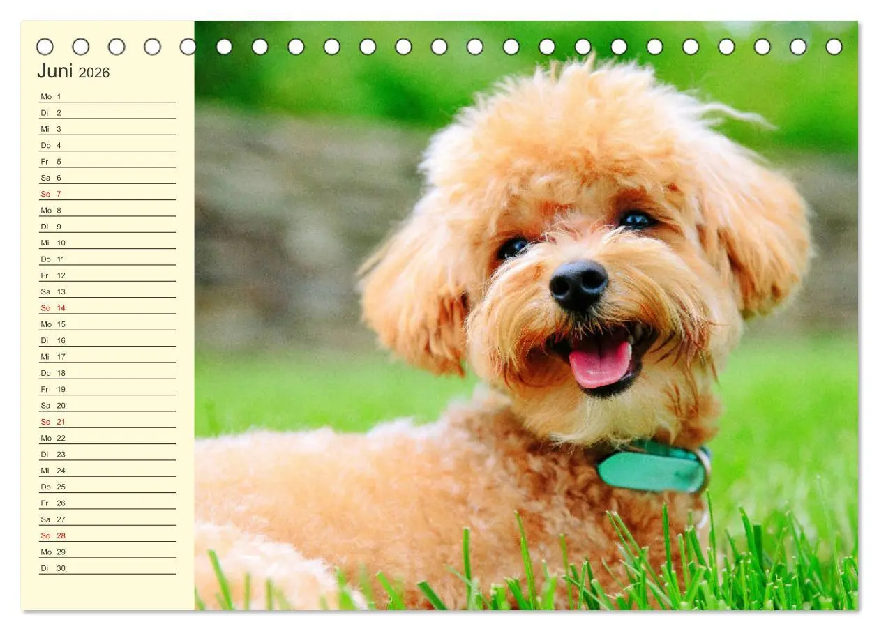 Bild: 9783457633007 | Pudel. Lustige Allrounder im Wollfell (Tischkalender 2026 DIN A5...