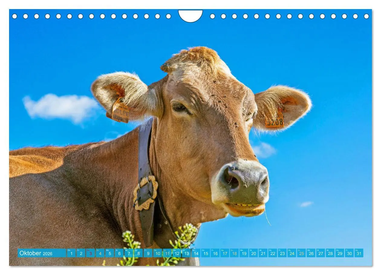 Bild: 9783457943007 | Kuh-Idylle: Suchen Sie die Ruhe in der Natur? (Wandkalender 2026...