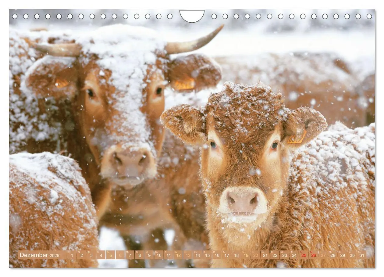 Bild: 9783457943007 | Kuh-Idylle: Suchen Sie die Ruhe in der Natur? (Wandkalender 2026...