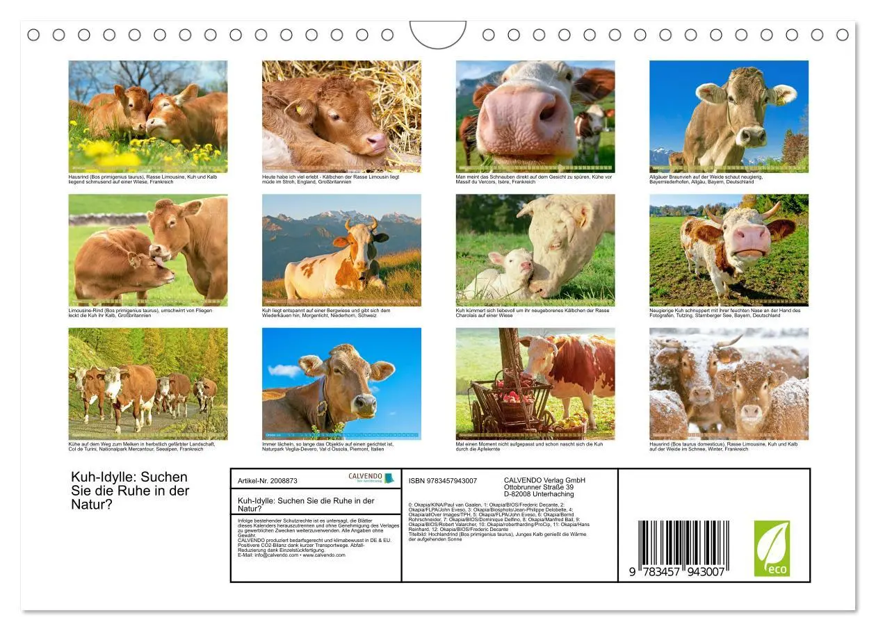 Bild: 9783457943007 | Kuh-Idylle: Suchen Sie die Ruhe in der Natur? (Wandkalender 2026...