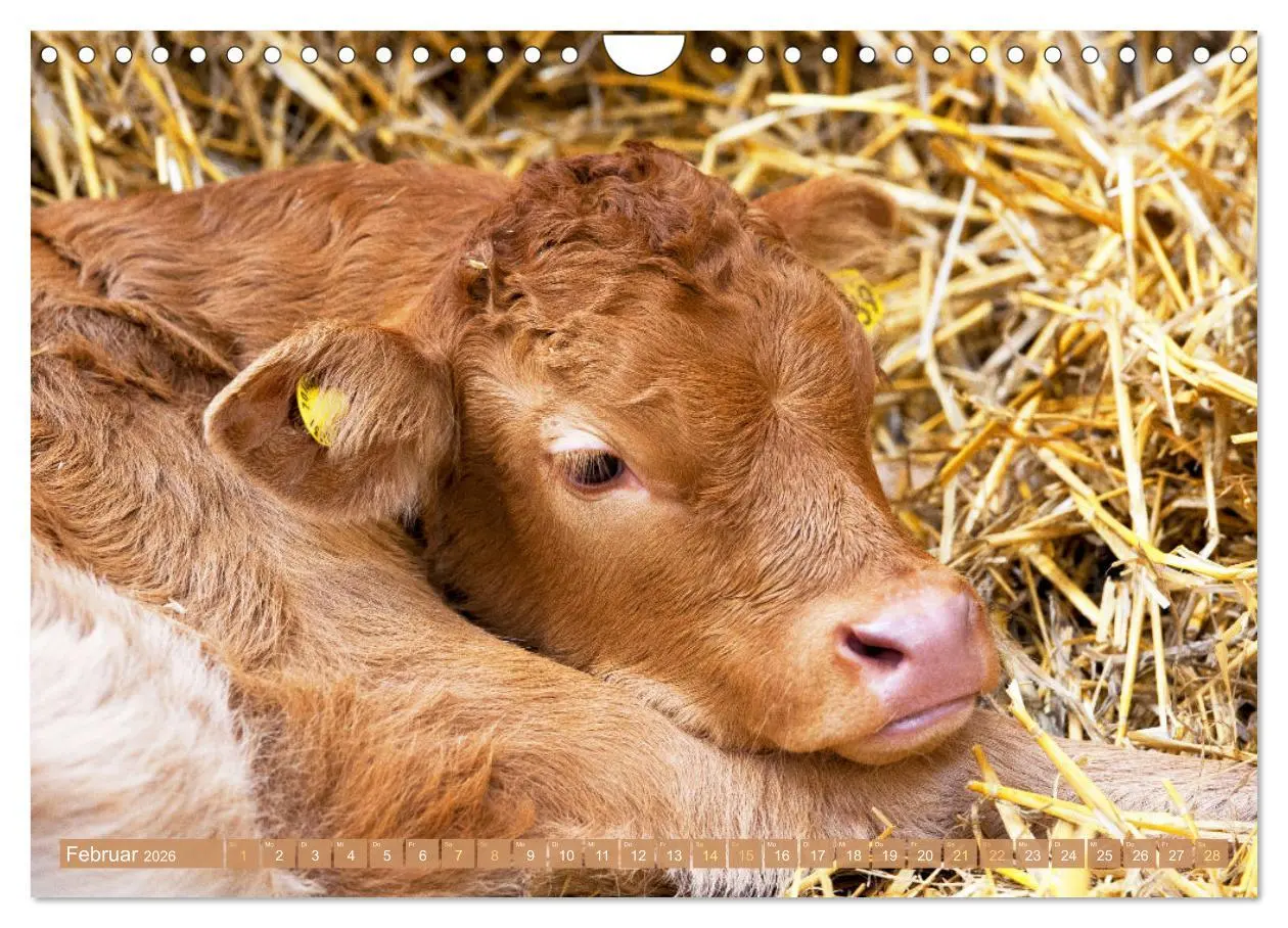 Bild: 9783457943007 | Kuh-Idylle: Suchen Sie die Ruhe in der Natur? (Wandkalender 2026...