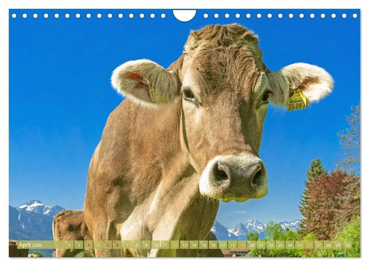 Bild: 9783457943007 | Kuh-Idylle: Suchen Sie die Ruhe in der Natur? (Wandkalender 2026...
