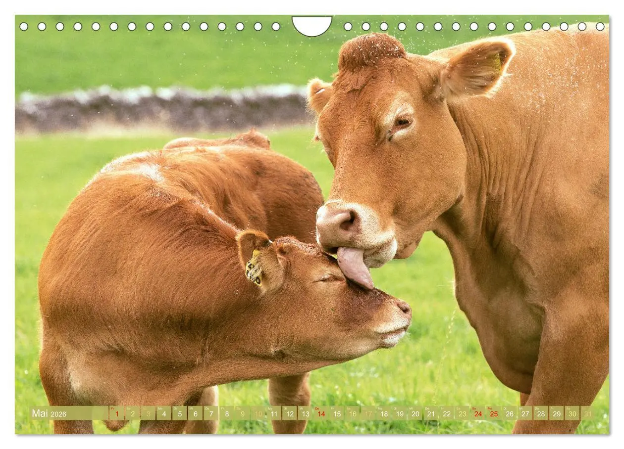Bild: 9783457943007 | Kuh-Idylle: Suchen Sie die Ruhe in der Natur? (Wandkalender 2026...