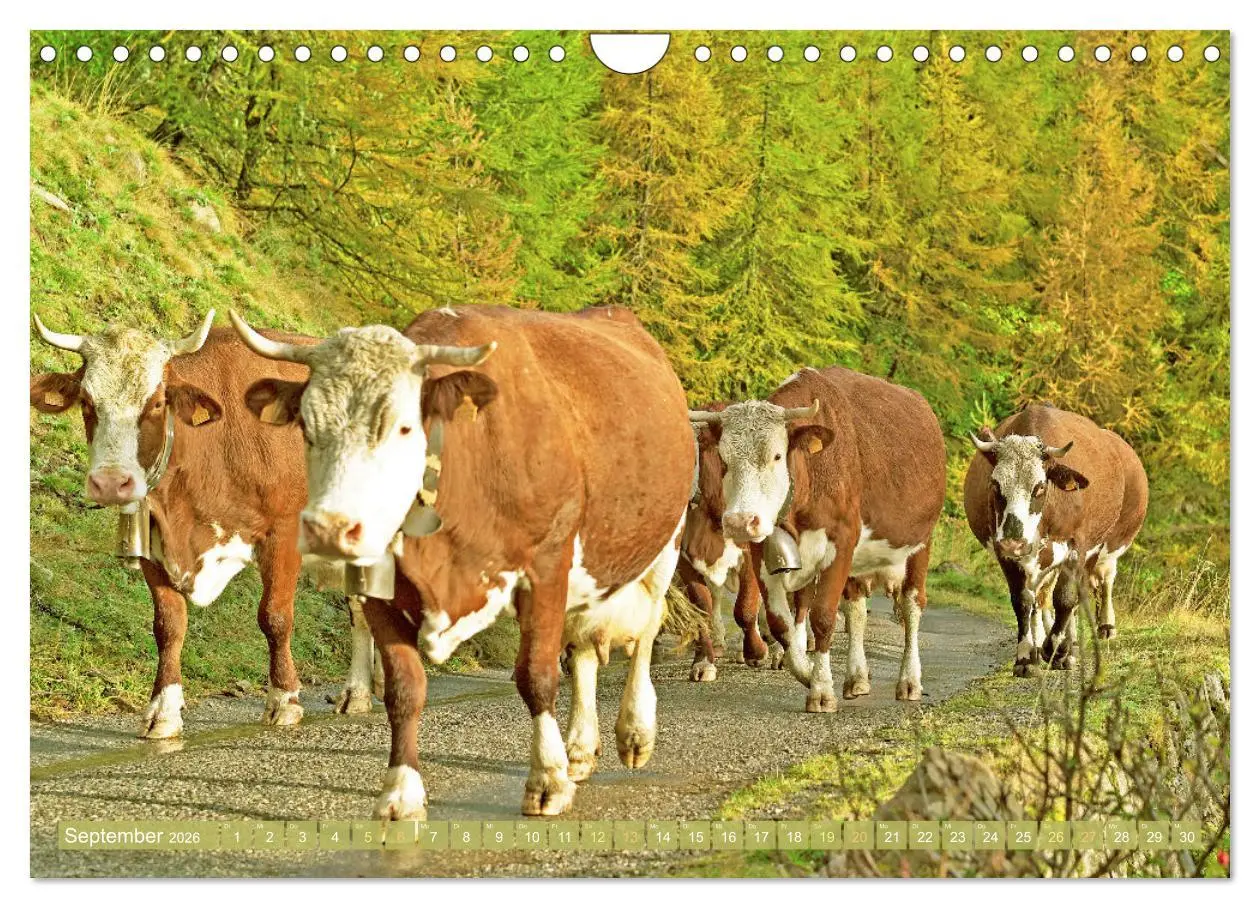 Bild: 9783457943007 | Kuh-Idylle: Suchen Sie die Ruhe in der Natur? (Wandkalender 2026...