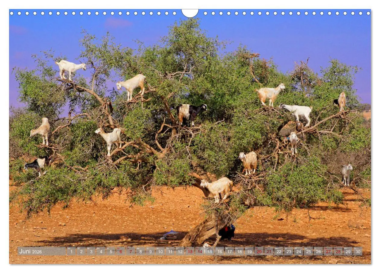 Bild: 9783457483107 | neunziggrad I photoart: marokko (Wandkalender 2026 DIN A3 quer),...