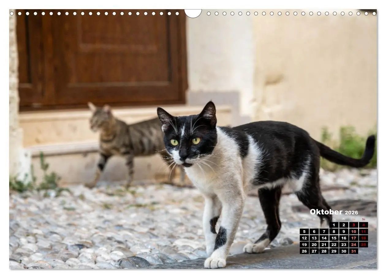Bild: 9783516713107 | Katzen von Rhodos - Kleine Götter auf vier Pfoten (Wandkalender...
