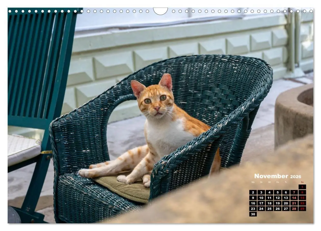 Bild: 9783516713107 | Katzen von Rhodos - Kleine Götter auf vier Pfoten (Wandkalender...
