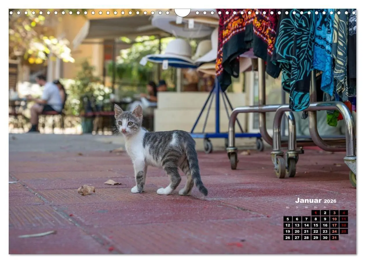 Bild: 9783516713107 | Katzen von Rhodos - Kleine Götter auf vier Pfoten (Wandkalender...