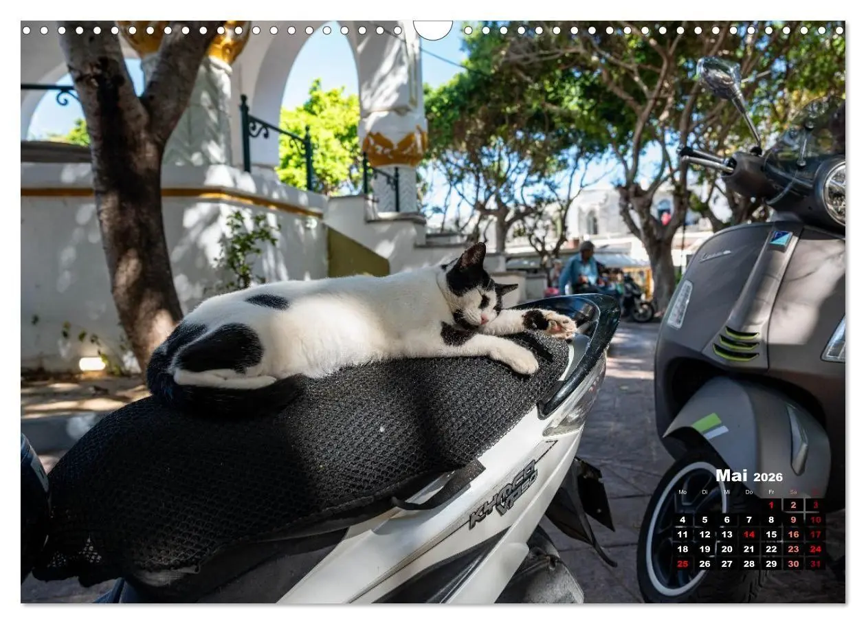 Bild: 9783516713107 | Katzen von Rhodos - Kleine Götter auf vier Pfoten (Wandkalender...